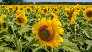 দেবীগঞ্জে বাণিজ্যিক ভাবে হচ্ছে সূর্যমুখী চাষ