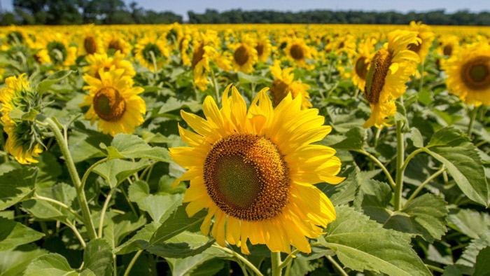 দেবীগঞ্জে বাণিজ্যিক ভাবে হচ্ছে সূর্যমুখী চাষ