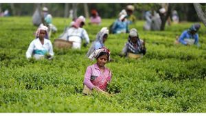 মৌলভীবাজারের শ্রীমঙ্গলে চলতি মৌসুমের প্রথম নিলাম সম্পন্ন হয়েছে। নিলামে বিক্রির জন্য তোলা ৬৭ লাখ কেজি চায়ের মধ্যে বিক্রি হয়েছে ৫০ লাখ কেজি। করোনা পরিস্থিতির কারণে গত বছরের মতো এবারও প্রায় দু'মাস দেরিতে শুরু হলো চা নিলাম কার্যক্রম।