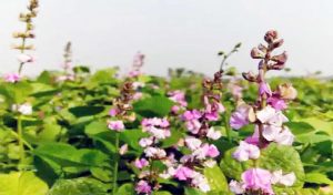 হুবলে ৭'শ হেক্টর জমিতে শিম আবাদ, স্বপ্ন বুনছেন চাষিরা