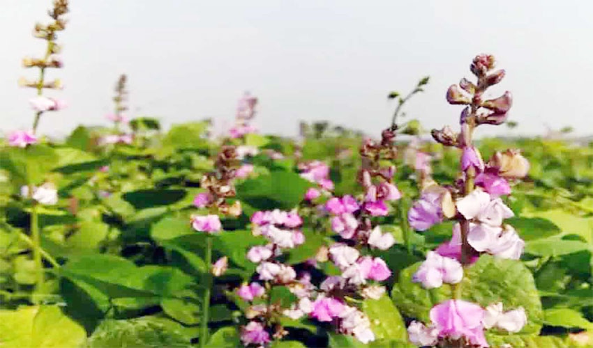 হুবলে ৭'শ হেক্টর জমিতে শিম আবাদ, স্বপ্ন বুনছেন চাষিরা