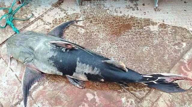 জেলের জালে ৩৯ কেজির বাগাড় ৫৭ হাজারে বিক্রি