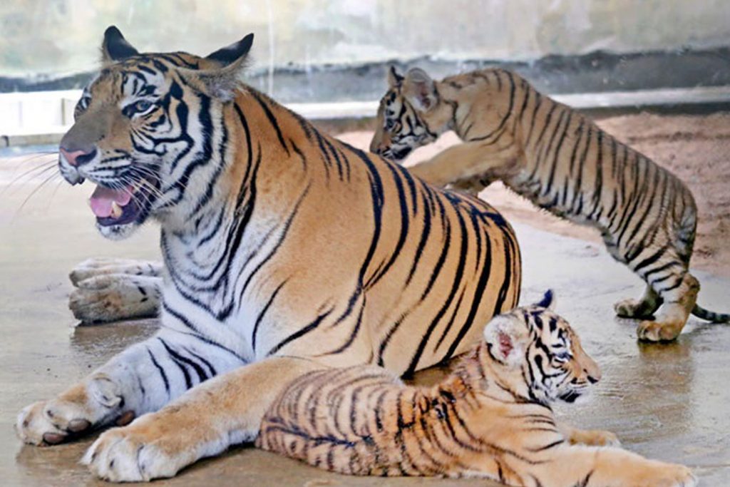 চিড়িয়াখানায় মারা গেছে দুর্জয় ও অবন্তিকা