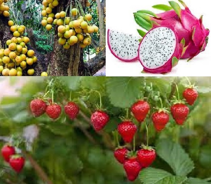 জিডিপির নতুন হিসাবে যুক্ত হলো লটকন, ড্রাগন ও স্ট্রবেরি