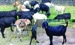 দেশের ‘ব্ল্যাক বেঙ্গল’ ছাগল রফতানি হবে ব্রুনাইয়ে