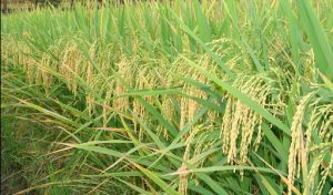 ময়মনসিংহে চলতি আমন মৌসুমে চাষ করা স্থানীয় জাতের ধানের শীষ এখনও বের হয়নি। কিন্তু বাংলাদেশ পরমাণু কৃষি গবেষণা ইনস্টিটিউটের উদ্ভাবিত আগাম জাতের বিনা-১৭ ধান এরইমধ্যে কাটা শুরু হয়েছে। রোগবালাই সহনশীল, সার-সেচ কম ও অধিক ফলনশীল হওয়ায় এই জাতের ধান চাষে খুশি কৃষক।