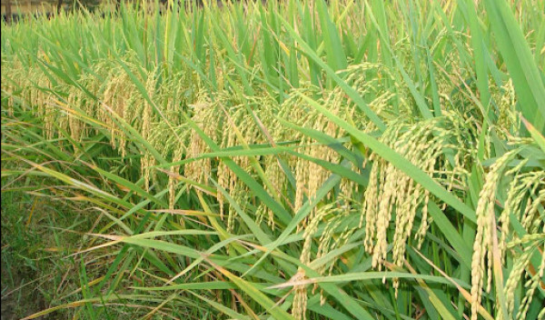 ময়মনসিংহে চলতি আমন মৌসুমে চাষ করা স্থানীয় জাতের ধানের শীষ এখনও বের হয়নি। কিন্তু বাংলাদেশ পরমাণু কৃষি গবেষণা ইনস্টিটিউটের উদ্ভাবিত আগাম জাতের বিনা-১৭ ধান এরইমধ্যে কাটা শুরু হয়েছে। রোগবালাই সহনশীল, সার-সেচ কম ও অধিক ফলনশীল হওয়ায় এই জাতের ধান চাষে খুশি কৃষক।