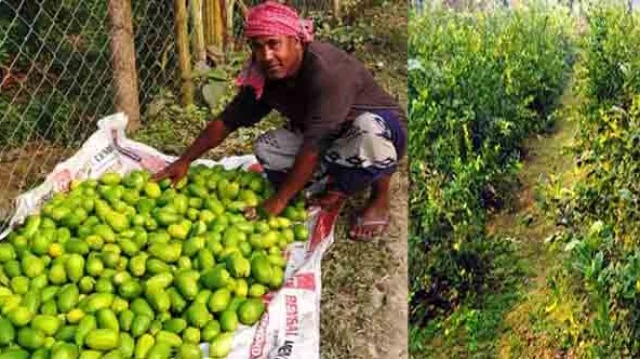 বীজহীন কাগজি লেবু চাষ