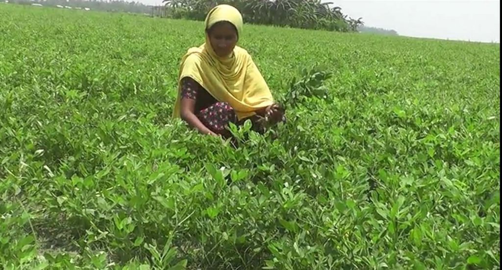 চরাঞ্চলে বাদাম চাষে নতুন স্বপ্ন