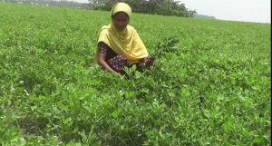 চরাঞ্চলে বাদাম চাষে নতুন স্বপ্ন