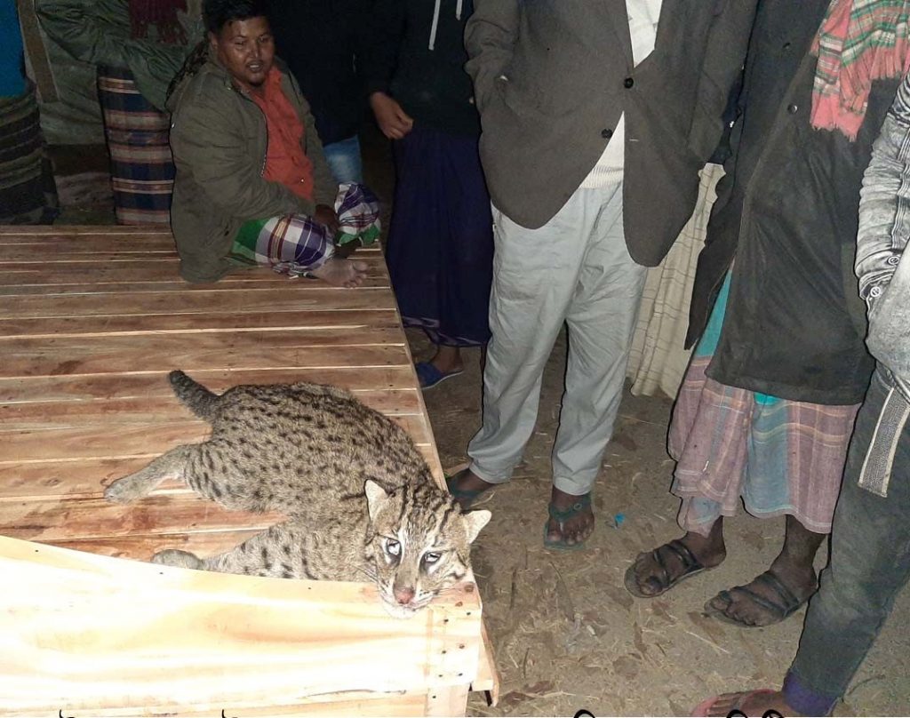 মেছো বিড়াল পিটিয়ে হত্যা