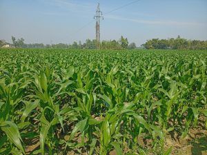 ভুট্টার সবুজ পাতায় চাষির স্বপ্ন