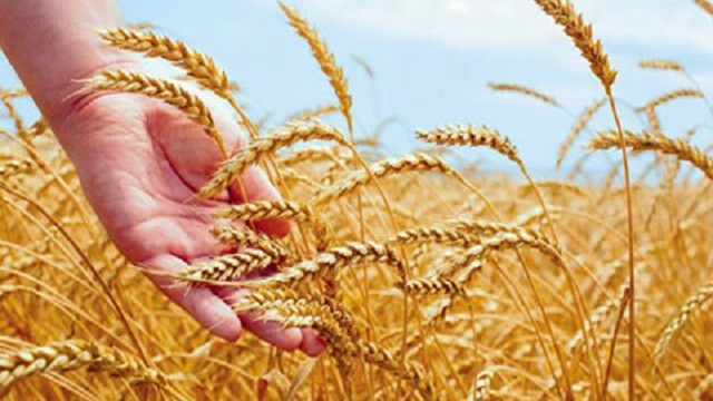 ভারতে গম উৎপাদন বাড়ার পূর্বাভাস