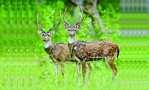 হরিণের মাংস খাওয়া অভিজাত্য!