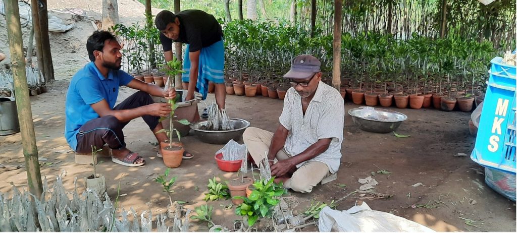 নিমচারায় লেবুর ভাগ্যবদল
