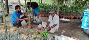 নিমচারায় লেবুর ভাগ্যবদল