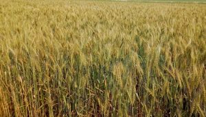 দেশে আশা জাগাচ্ছে গম