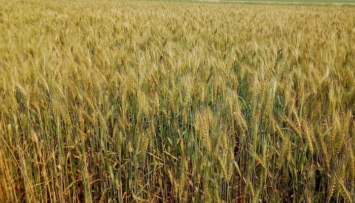 দেশে আশা জাগাচ্ছে গম