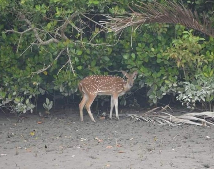 ভোলা নদী ভরাটে লোকালয়ে বন্যপ্রাণি
