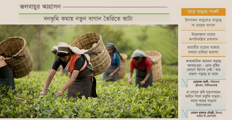 পরিবেশের হুমকি চা-শিল্পে