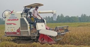 শ্রমিক সংকটের কারণে জয়পুরহাটের পাঁচবিবিতে কৃষিতে বাড়ছে কম্বাইন হারভেষ্টার ও রিপার যন্ত্রের ব্যবহার। কায়িক শ্রমের পরিবর্তে এসব যন্ত্রের ব্যবহারে সময় কম ও সাশ্রয়ী মূলে ক্ষেতের ফসল কর্তন করে গোলায় তুলতে পেয়ে খুশি কৃষকরাও। শ্রমিক দিয়ে প্রতি বিঘা জমির ধান কাটতে যেখানে ৫/৬ হাজার টাকা খরচ হতো সেখানে এ মেশিনে খরচ হয় মাত্র ৩ থেকে ৪ হাজার টাকা। একই সঙ্গে হয় ধান মাড়াই ঝাড়াই ও বস্তা। এতে বাড়তি কোনো খরচ ছাড়াই সহজেই ঘরে ধান তুলতে পারেন চাষি। তবে, চাহিদার তুলনায় মাঠে কৃষিযন্ত্র কম হওয়ায় অধিকযন্ত্র সরবরাহের দাবি জানিয়েছেন উপজেলার কৃষকেরা।
