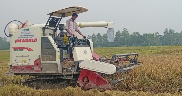 শ্রমিক সংকটের কারণে জয়পুরহাটের পাঁচবিবিতে কৃষিতে বাড়ছে কম্বাইন হারভেষ্টার ও রিপার যন্ত্রের ব্যবহার। কায়িক শ্রমের পরিবর্তে এসব যন্ত্রের ব্যবহারে সময় কম ও সাশ্রয়ী মূলে ক্ষেতের ফসল কর্তন করে গোলায় তুলতে পেয়ে খুশি কৃষকরাও। শ্রমিক দিয়ে প্রতি বিঘা জমির ধান কাটতে যেখানে ৫/৬ হাজার টাকা খরচ হতো সেখানে এ মেশিনে খরচ হয় মাত্র ৩ থেকে ৪ হাজার টাকা। একই সঙ্গে হয় ধান মাড়াই ঝাড়াই ও বস্তা। এতে বাড়তি কোনো খরচ ছাড়াই সহজেই ঘরে ধান তুলতে পারেন চাষি। তবে, চাহিদার তুলনায় মাঠে কৃষিযন্ত্র কম হওয়ায় অধিকযন্ত্র সরবরাহের দাবি জানিয়েছেন উপজেলার কৃষকেরা।
