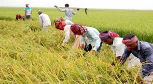 শ্রমিকের সন্ধানে চাষিদের অভিযান!
