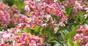 সবুজ পাহাড়ে লাল সোনাইল