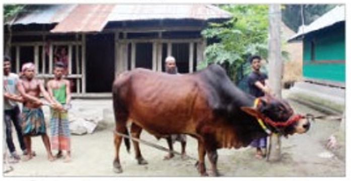 পিরোজপুরে লাল বাদশায় কাঁপবে হাট