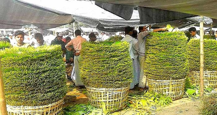 রপ্তানি বন্ধে লোকসান পান চাষিরা দিশেহারা