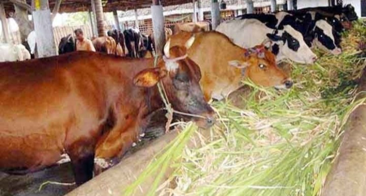 গো-খাদ্যের দাম বৃদ্ধি, বিপাকে খামারিরা