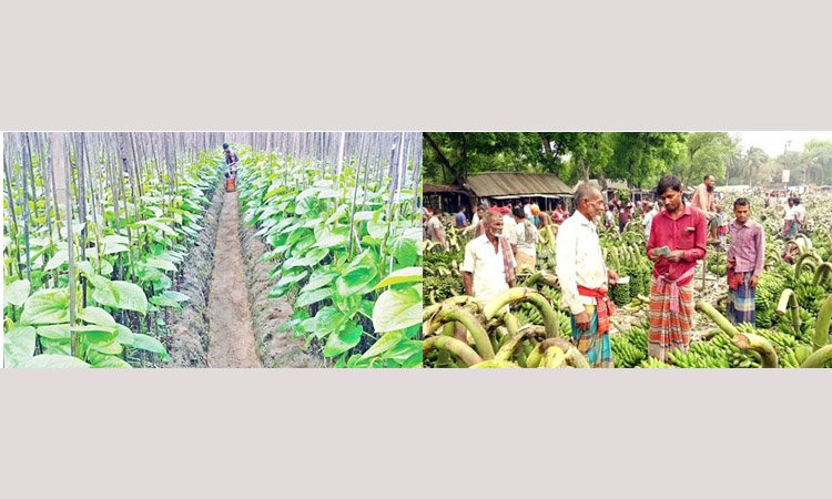 বদলে যাবে পান-কলাচাষিদের ভাগ্য