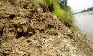 গুমানীর ভাঙনে বিলীন বসতবাড়ি-ফসলি জমি