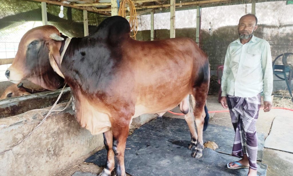 কোরবানীর হাট কাঁপাবে ময়না