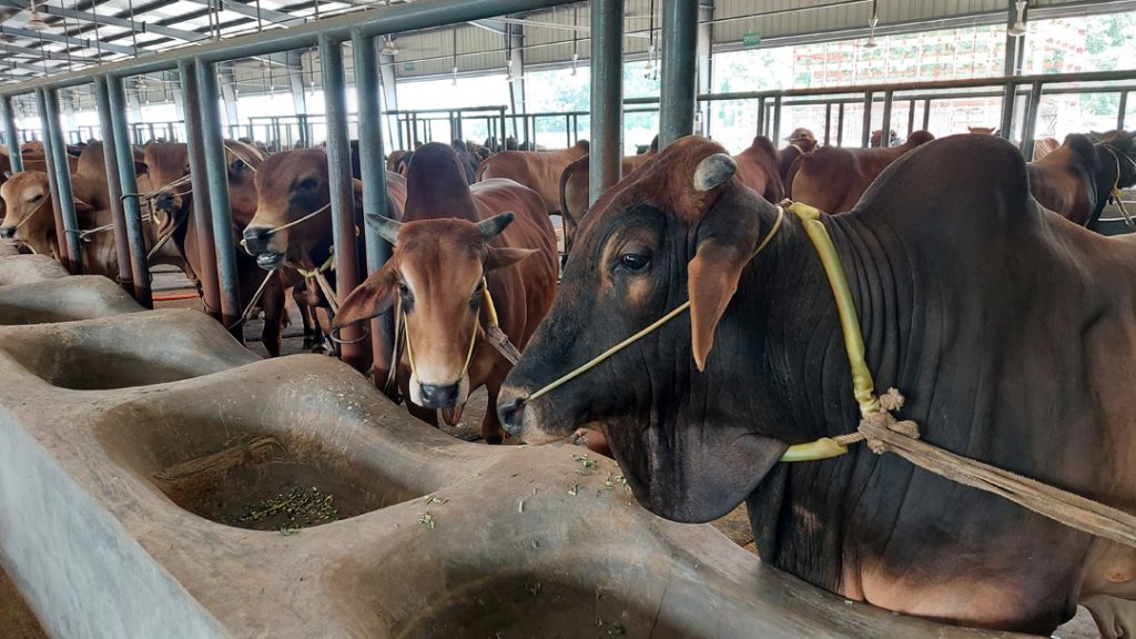 নরসিংদীর খামারে প্রস্তুত ২শ’ কোটি টাকার পশু