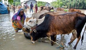 কোরবানির পশু নিয়ে দুশ্চিন্তায় খামারিরা