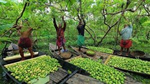 দক্ষিণের চাল-ফল বাণিজ্যে সুবাতাস