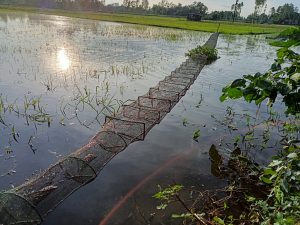 চায়না জালে মা-মাছ নিধন