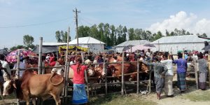 অবৈধ পশুরহাটে রাজস্ব ফাঁকি