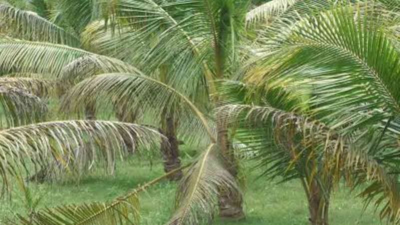 ইউটিউব দেখে ভিয়েতনামি বাগান