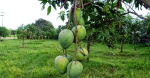 উত্তরের বাজারে হাঁড়িভাঙ্গার সুখবর