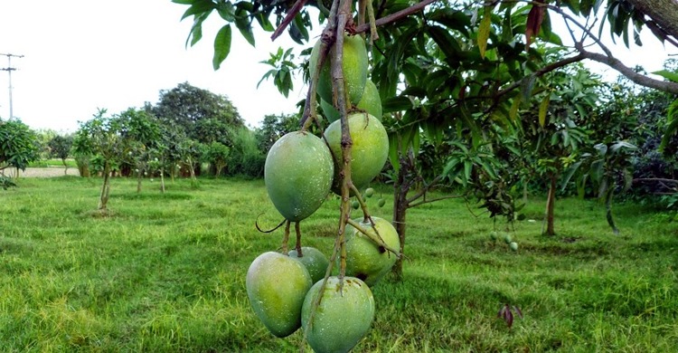 উত্তরের বাজারে হাঁড়িভাঙ্গার সুখবর