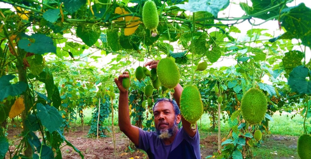 কাকরোল চাষে ভাগ্যবদলের স্বপ্ন