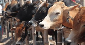 ক্রেতাদের সুখবর খামারিদের শঙ্কা