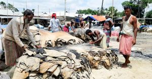 চামড়ার নায্যমূল্য প্রান্তিক পর্যায়ের ব্যবসায়ীরা পান না