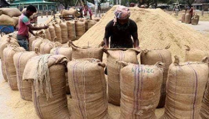 ধান বিক্রি করে উঠছে না খরচ