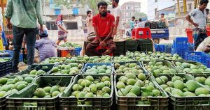 নওগাঁর সাপাহারে ইতিমধ্যেই শুরু হয়েছে আম বাণিজ্য