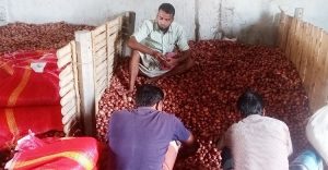 পাবনায় পেঁয়াজের দাম কমছে