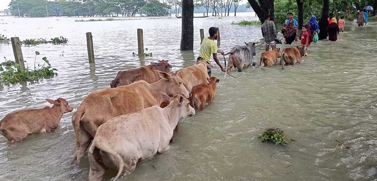 বন্যায় ক্ষয়ক্ষতি