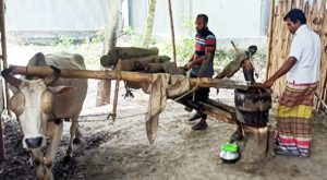 কাঠের ঘানিতে খাঁটি সরিষা